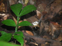 Moschoneura pinthous