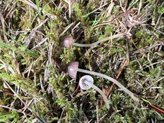 Mycena rutilantiformis