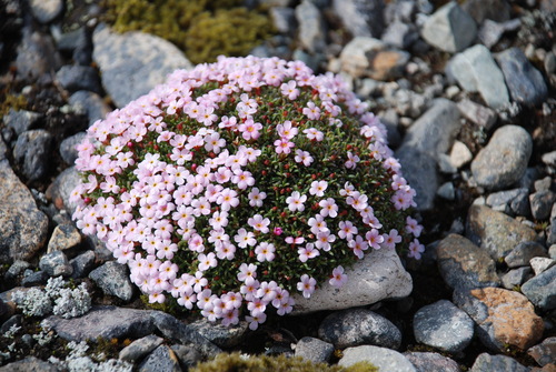 Image of Androsace ochotensis by no rights reserved