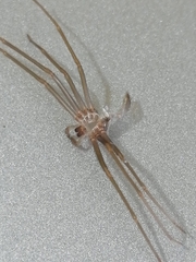 Loxosceles rufescens