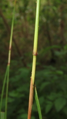 Saccharum formosanum