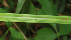 Saccharum formosanum