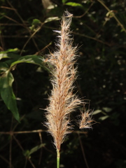 Saccharum formosanum