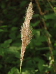 Saccharum formosanum