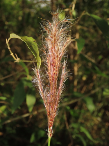Saccharum formosanum (Saccharum formosanum)