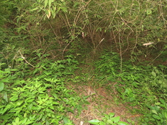 Saccharum formosanum