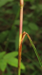 Saccharum formosanum