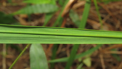 Saccharum formosanum