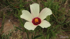 Hibiscus pusillus