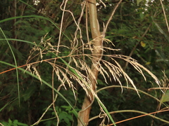 Arundo formosana