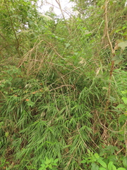 Arundo formosana