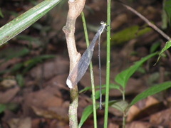 Microstigma anomalum