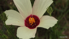 Hibiscus pusillus