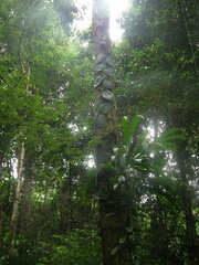 Philodendron hederaceum hederaceum