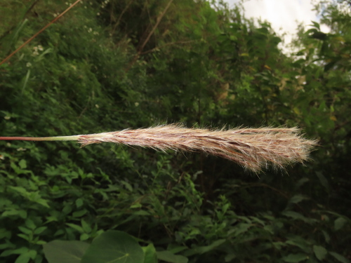 Saccharum formosanum (Saccharum formosanum)