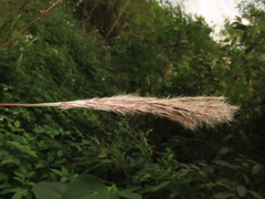 Saccharum formosanum