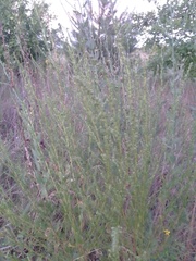 Artemisia marschalliana
