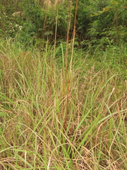Saccharum formosanum