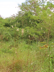 Saccharum formosanum