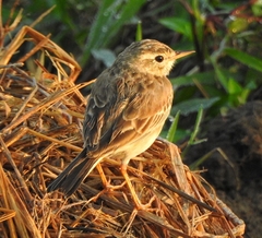 Anthus rufulus