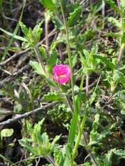Cistus crispus
