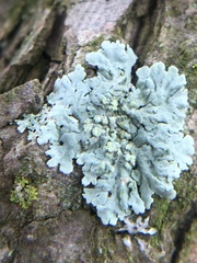 Physcia americana