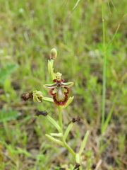 Ophrys speculum