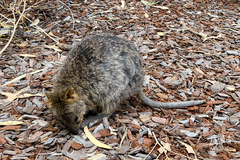 Setonix brachyurus