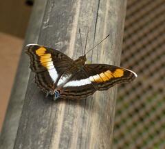 Doxocopa