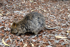 Setonix brachyurus