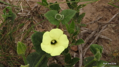 Thunbergia capensis