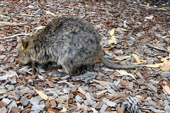Setonix brachyurus