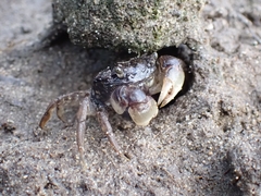 Pseudohelice subquadrata