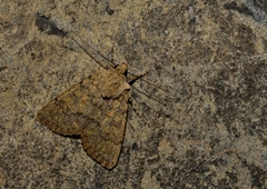 Dichagyris renigera