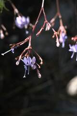 Prismatocarpus diffusus