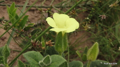 Thunbergia capensis