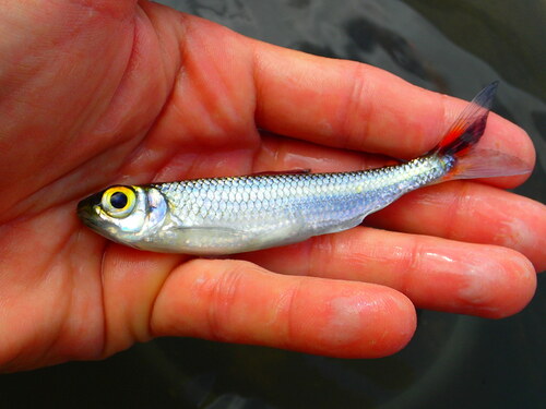 Tailspot tetra (Bryconops caudomaculatus) — Iguanodectidae