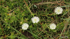Delosperma uncinatum