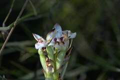 Disa bivalvata