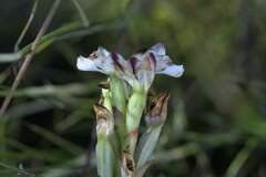 Disa bivalvata