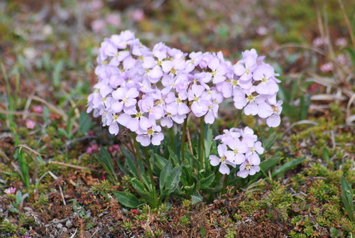 Image of Parrya nudicaulis by no rights reserved