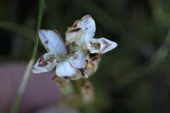 Disa bivalvata
