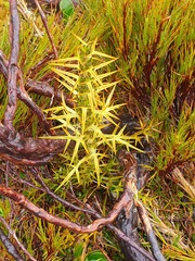 Aciphylla hookeri