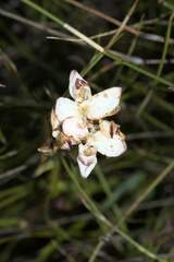Disa bivalvata