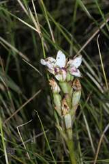 Disa bivalvata