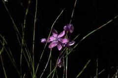 Thereianthus minutus