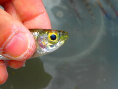 Bryconops melanurus