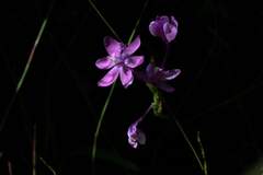 Thereianthus minutus