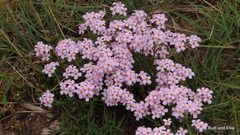 Chaenostoma campanulatum