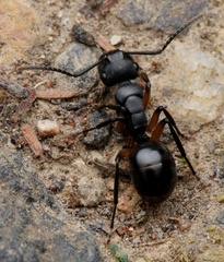Polyrhachis femorata